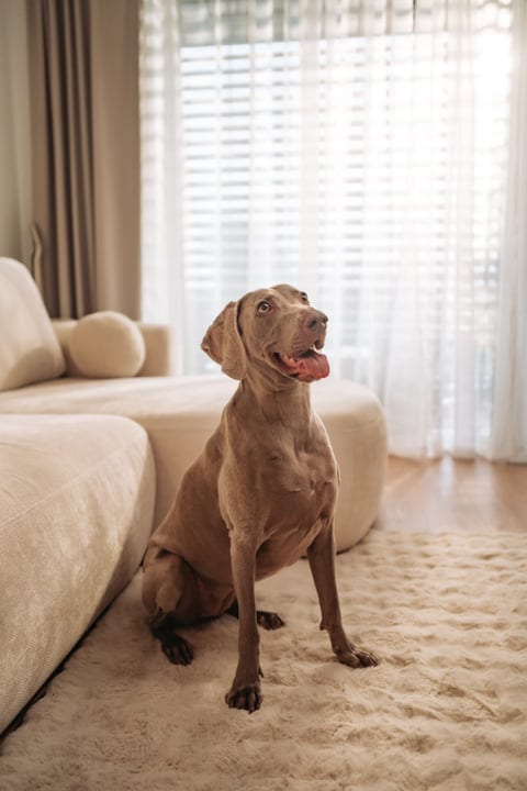 Attentive Weimaraner Dog Sits On Fluffy Rug In Bright Living Room