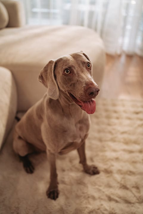 Attentive Weimaraner Dog With Tongue Out Sitting On A Soft Carpet Indoors