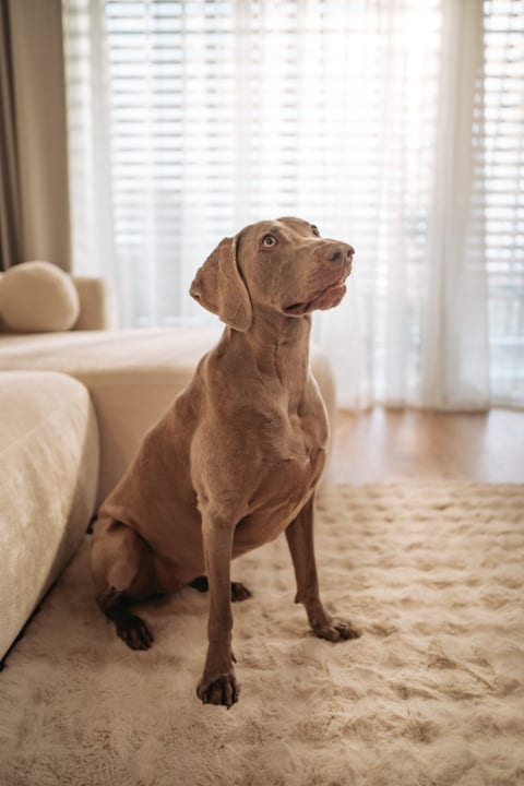 Weimaraner Dog Sitting On A Cream Rug Bathed In Morning Light Indoors