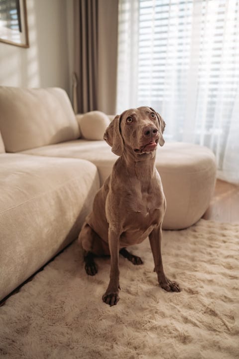 Weimaraner Dog Sits Attentively On Fluffy Rug In Bright Living Room