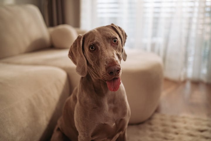 A Morning With A Happy Dog In Cozy Surroundings