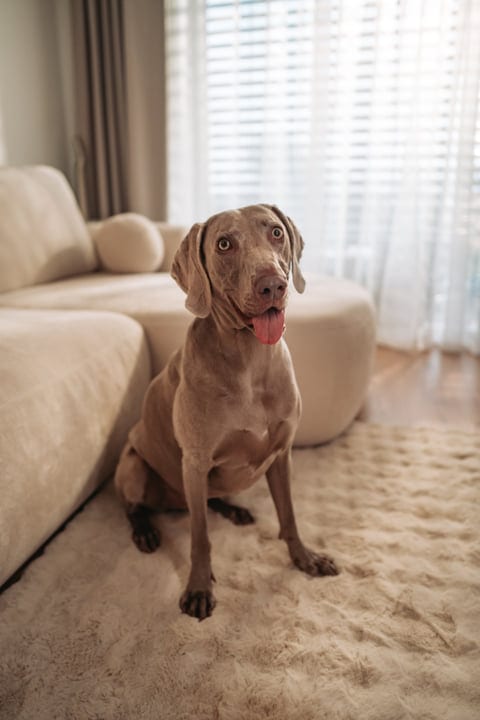 A Cozy Morning With a Weimaraner Companion