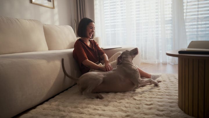 Young Woman Laughing And Petting Her Weimaraner Dog In A Bright Living Room