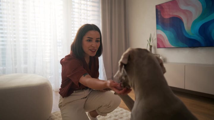 Young Woman Kneeling And Petting Her Weimaraner Dog In A Bright Living Room