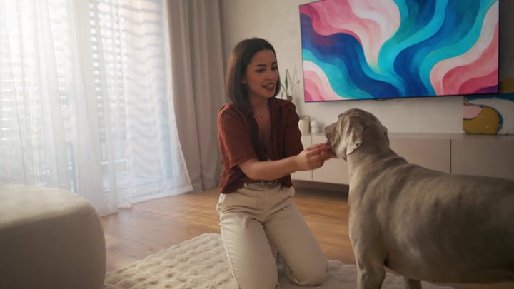 European Woman Kneeling To Feed Her Weimaraner Dog In Sunlit Home