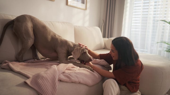 Young Woman Gently Pets Weimaraner Dog Relaxing On Sofa In Bright Living Room
