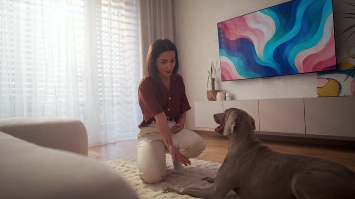 Young Woman Kneeling, Petting Weimaraner Dog In Bright Modern Living Room