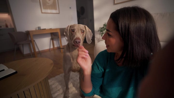 Young Woman Playing With Her Weimaraner Dog In A Cozy Living Room
